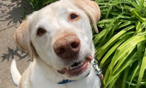 Loyal Dog Club Pleasant Ridge