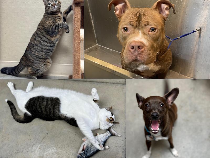 A Pet Villa Dog Boarding and Grooming