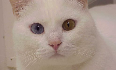 Exclusively Cats Veterinary Hospital Waterford