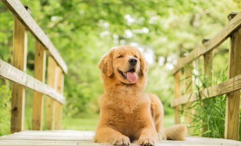 Billerica Veterinary Hospital