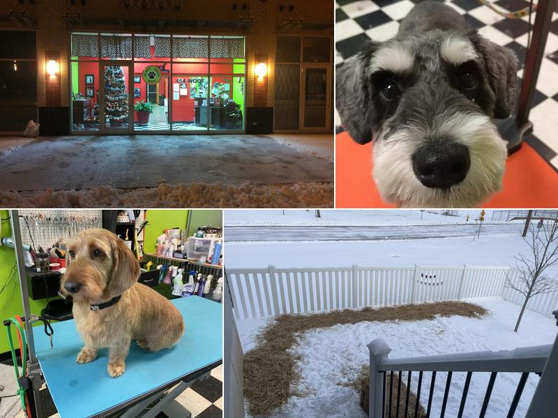 Delmar Doggie Design