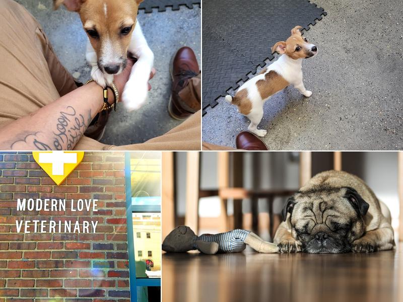 Modern Love Veterinary