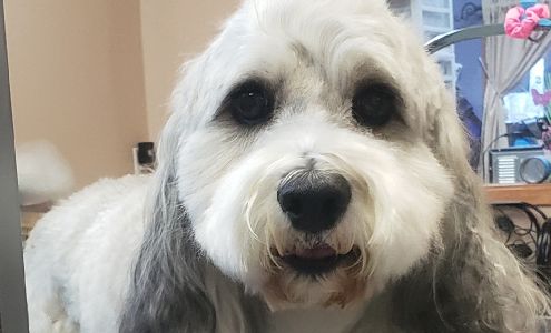 Lisa's Fabulous Paws