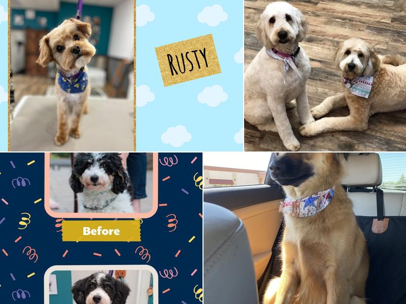 Spaw 4 Paws Pet Grooming