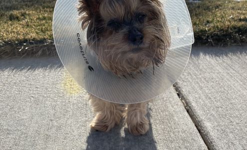 Veterinary Ophthalmology Specialty Practice St. Louis Park