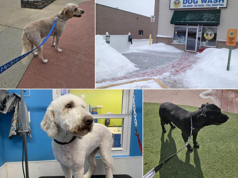 Shaggy's Dog Wash & Grooming