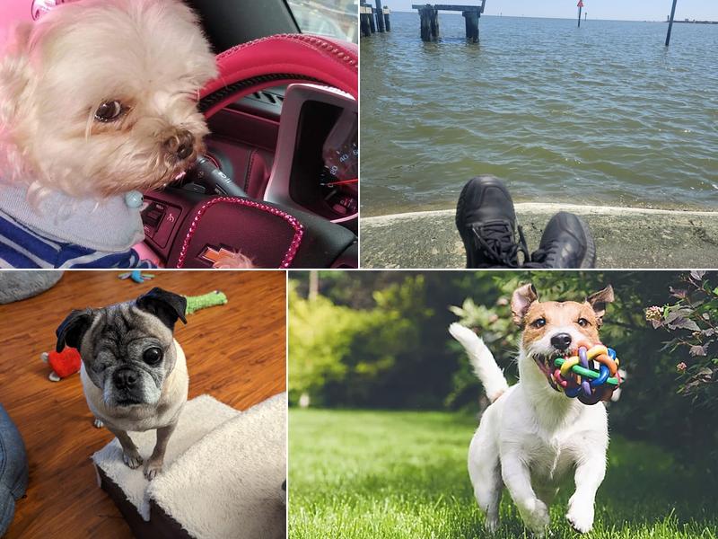 Veterinary Medical Clinic of Ocean Springs