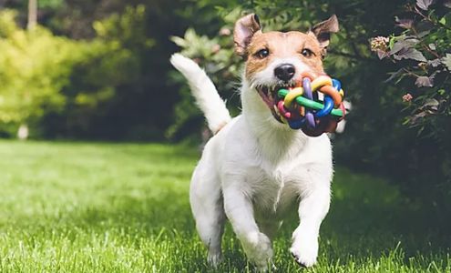 Veterinary Medical Clinic of Ocean Springs 4010 Bienville Blvd Ste A, Ocean Springs Mississippi 39564