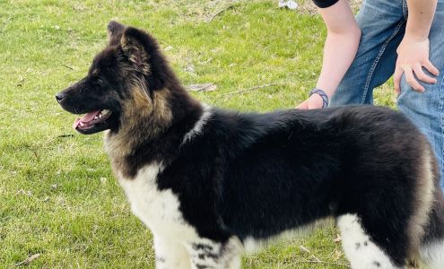 Bathe Your Own Dog LLC 1100 Smelter Ave, Black Eagle Montana 59414