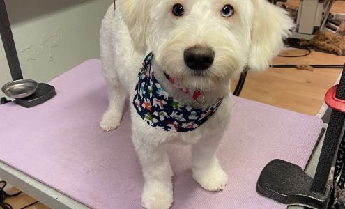 The Pooch Parlor