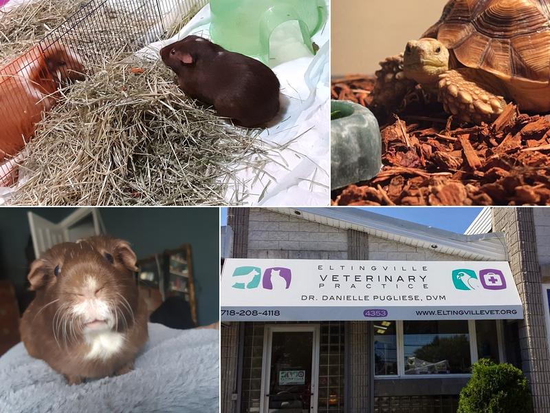 Eltingville Veterinary Practice