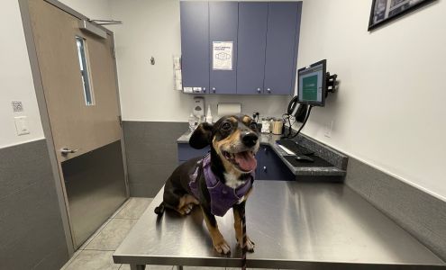 Court Square Animal Hospital