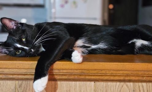 Heights Animal Hospital