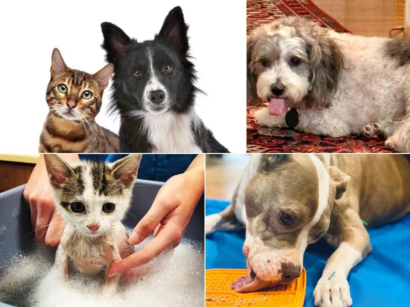 Local Mobile Veterinary Service