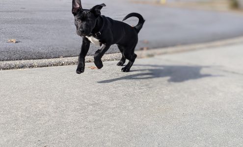 Fayetteville Animal Protection Society