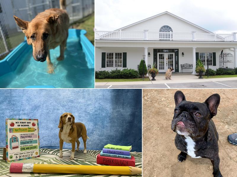 Five Points Pet Resort