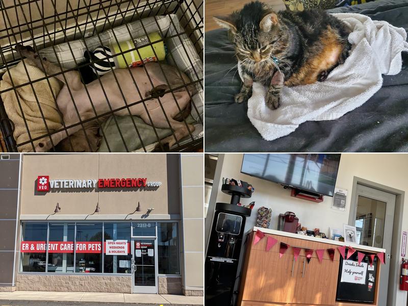 Veterinary Emergency Group