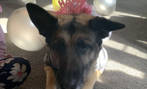 Home Veterinary Services Belford