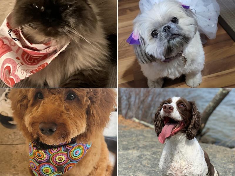 Goochie Pooch & Cats Too