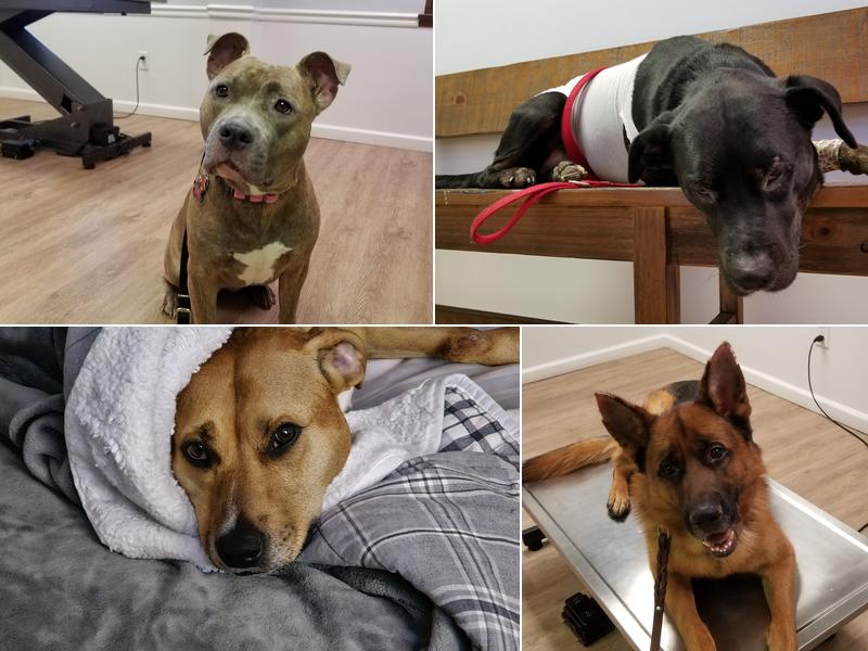 All Paws Dermatology & Allergy