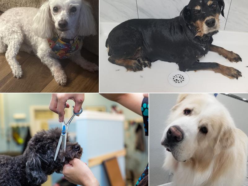 Upscale Tail Pet Spa & Grooming