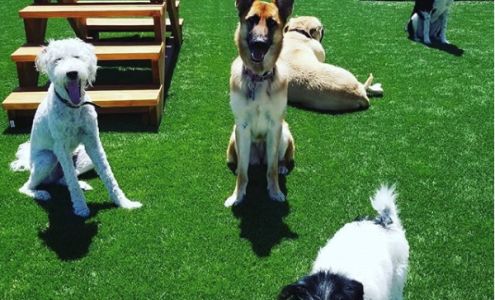 BooBoo's Buddies, LLC