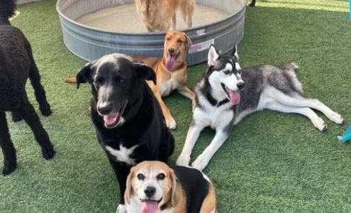Howliday Inn Pet Resort