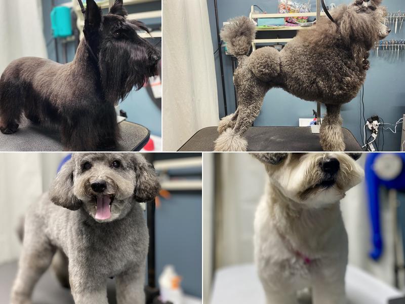 The Natural Canine LLC