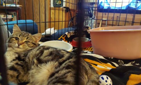 DiLella Veterinary Services