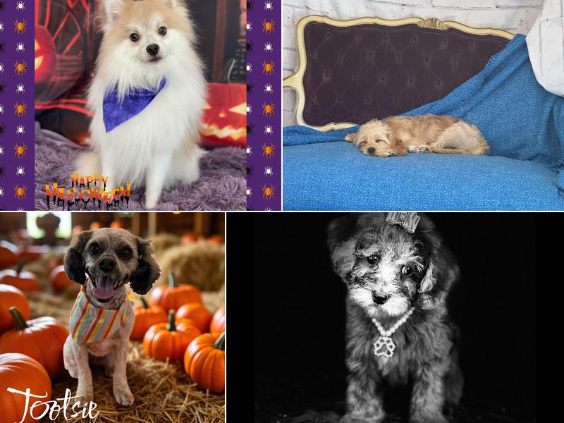 Shampooch Grooming Salon