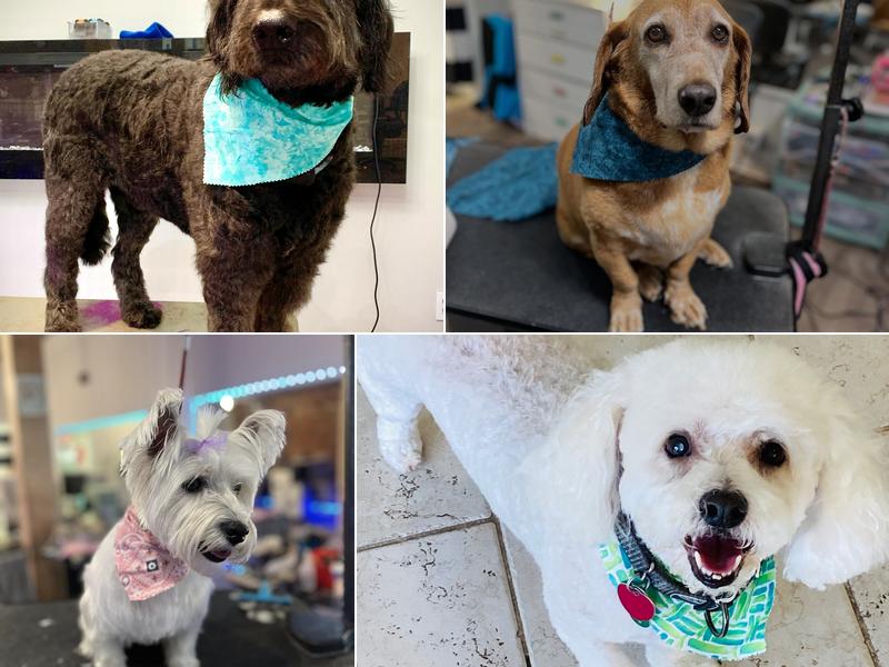 Paw City Elite Grooming Salon