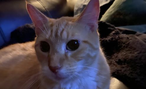 Furever Home Adoption Center East Petersburg