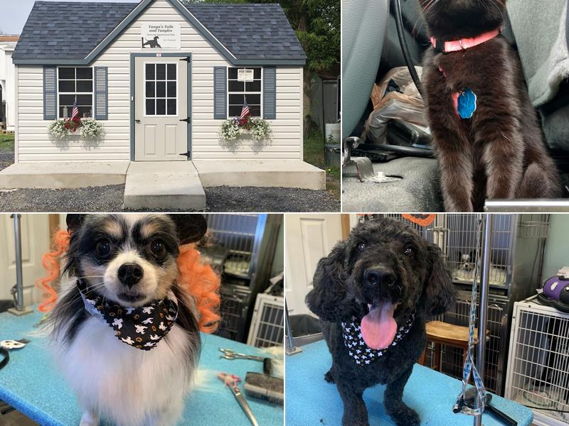 Tanya's Tails and Tangles