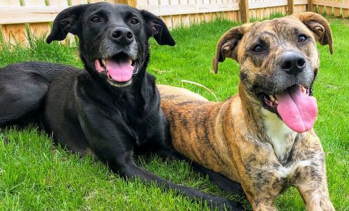 Digman Canine Academy Port Matilda