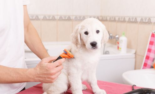 Shampoodles Classic Pet Salon 1322 N Washington St, Wilkes-Barre Pennsylvania 18705