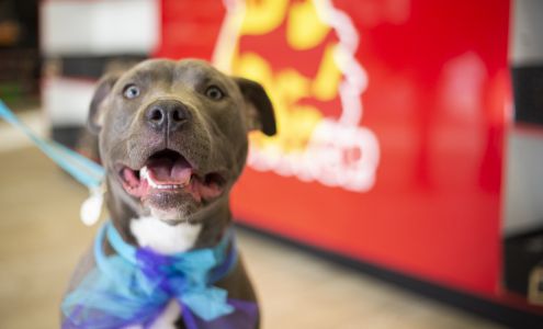 The Dog Stop - Franklinton