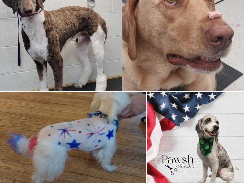 Pawsh Pets Grooming Salon