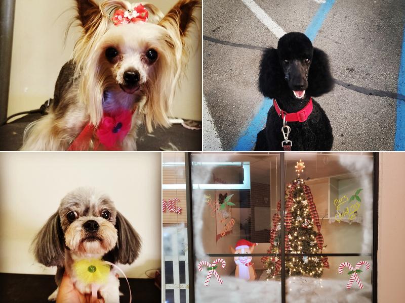 Buzzing Bubbles Pet Parlor