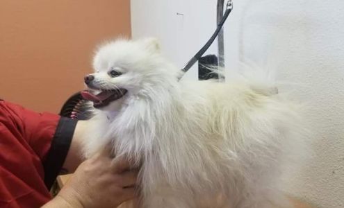 Buzzing Bubbles Pet Parlor 5200 Blanco Rd # 206, San Antonio Texas 78216