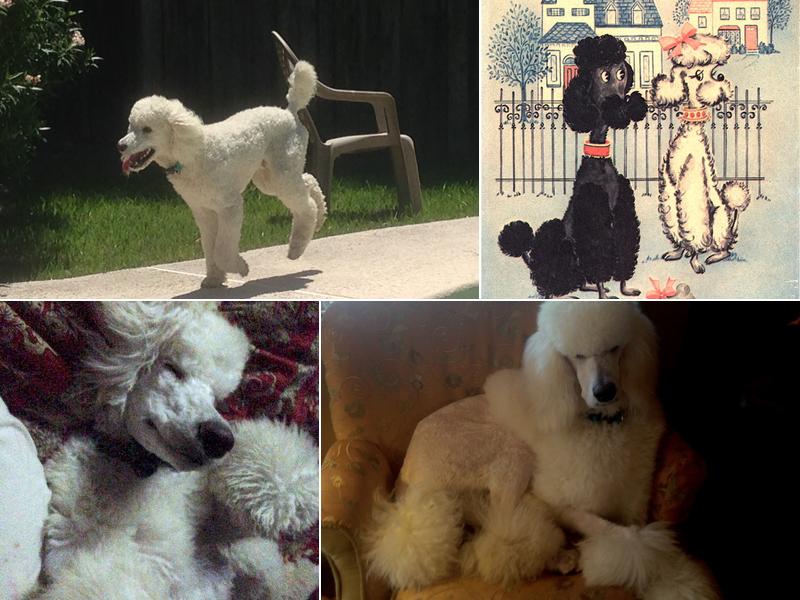 Janet's Grooming Services