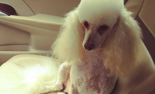 A C Grooming Boarding