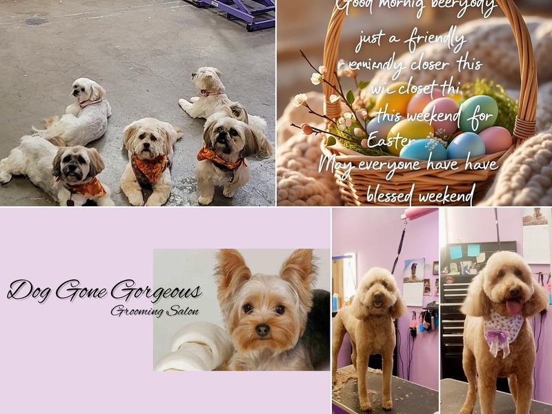 Dog Gone Gorgeous Grooming Salon