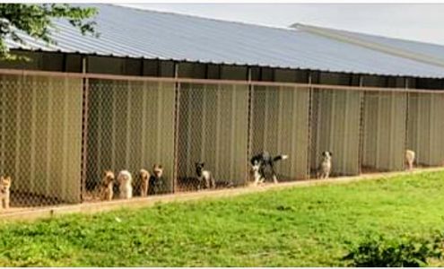 Bed N Biskit Pet Suites