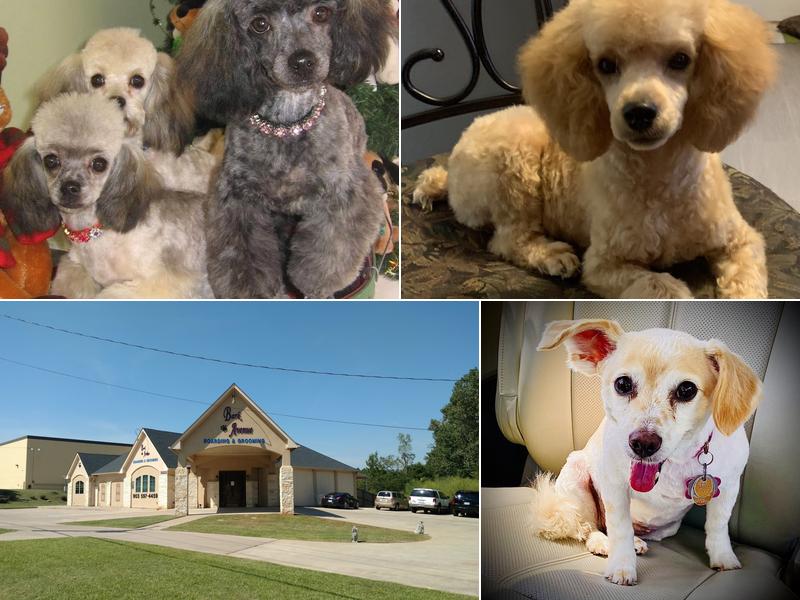 Bark Avenue Boarding & Grooming