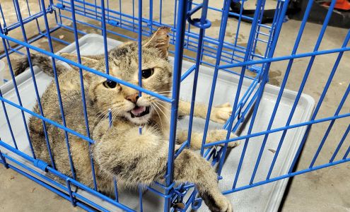 Aggieland Humane Society