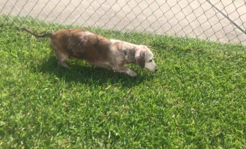 The Little Fairy's Pet Ride & Zoom