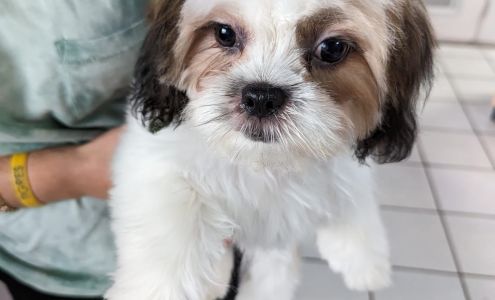 Doggie Experts Salon