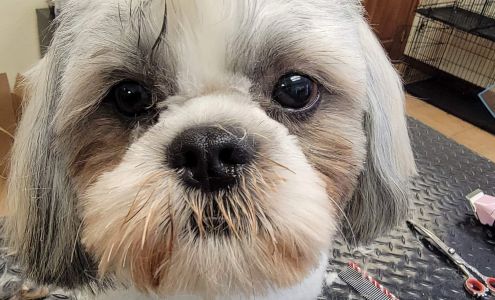 Dane Good Pet Grooming 1389 E Business 77, San Benito Texas 78586