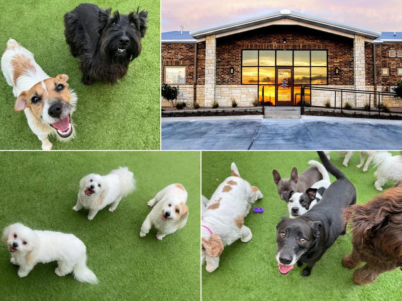 The Pet Resort On Main