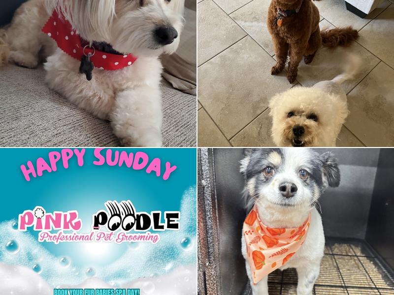Pink Poodle Professional Grooming & Boarding